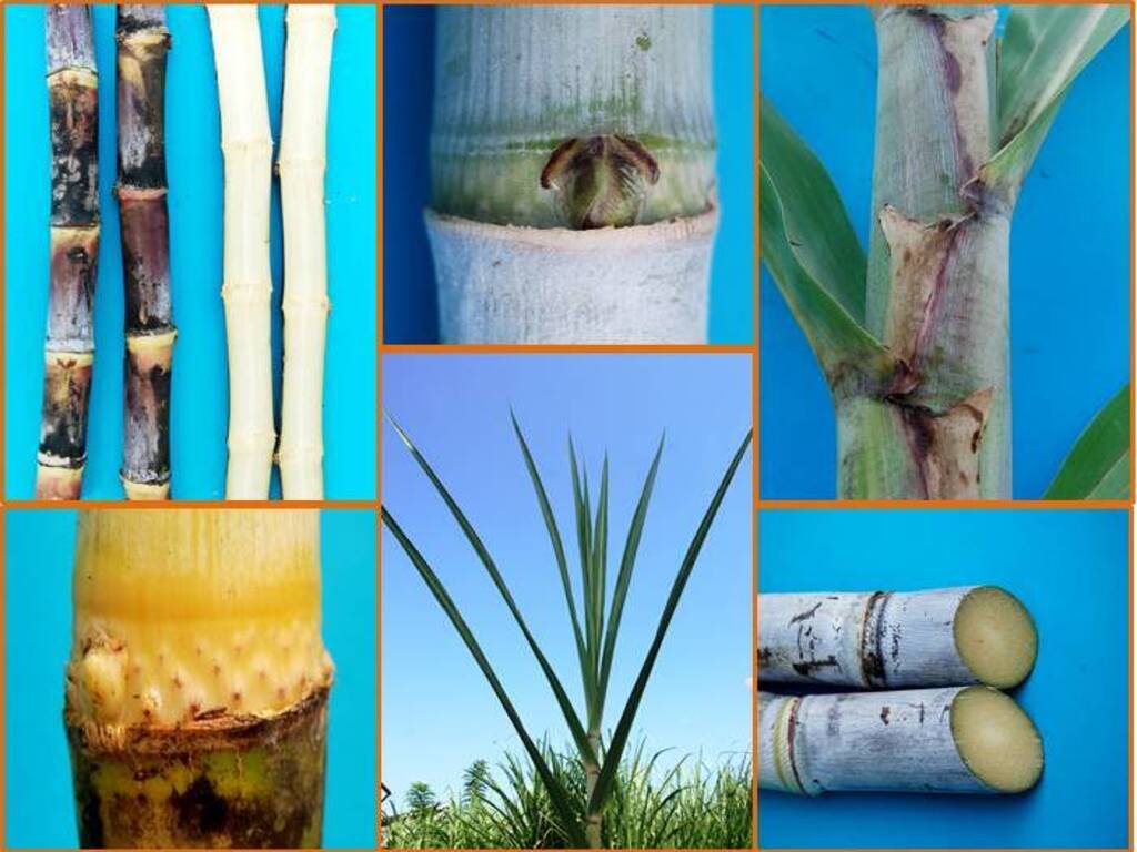 Identifikasi Varietas